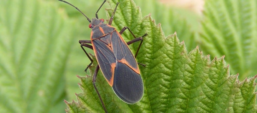 box elder cache valley ut elevate pest box elder cache valley ut elevate pest