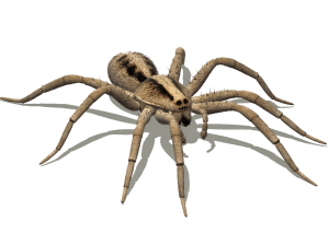 Wolf Spider