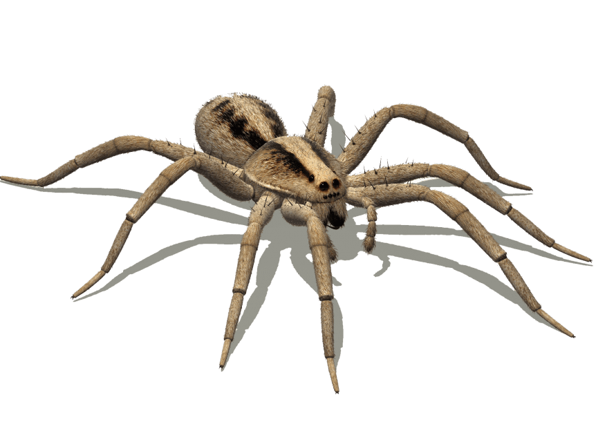 Wolf Spiders Pest Library Elevate Pest Control