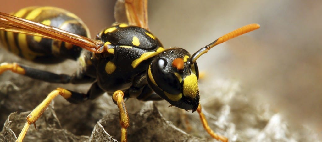 Spring Pest Control Utah