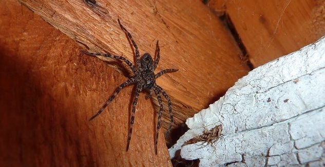 Avoiding Spiders This Fall: Pointe Pest Control