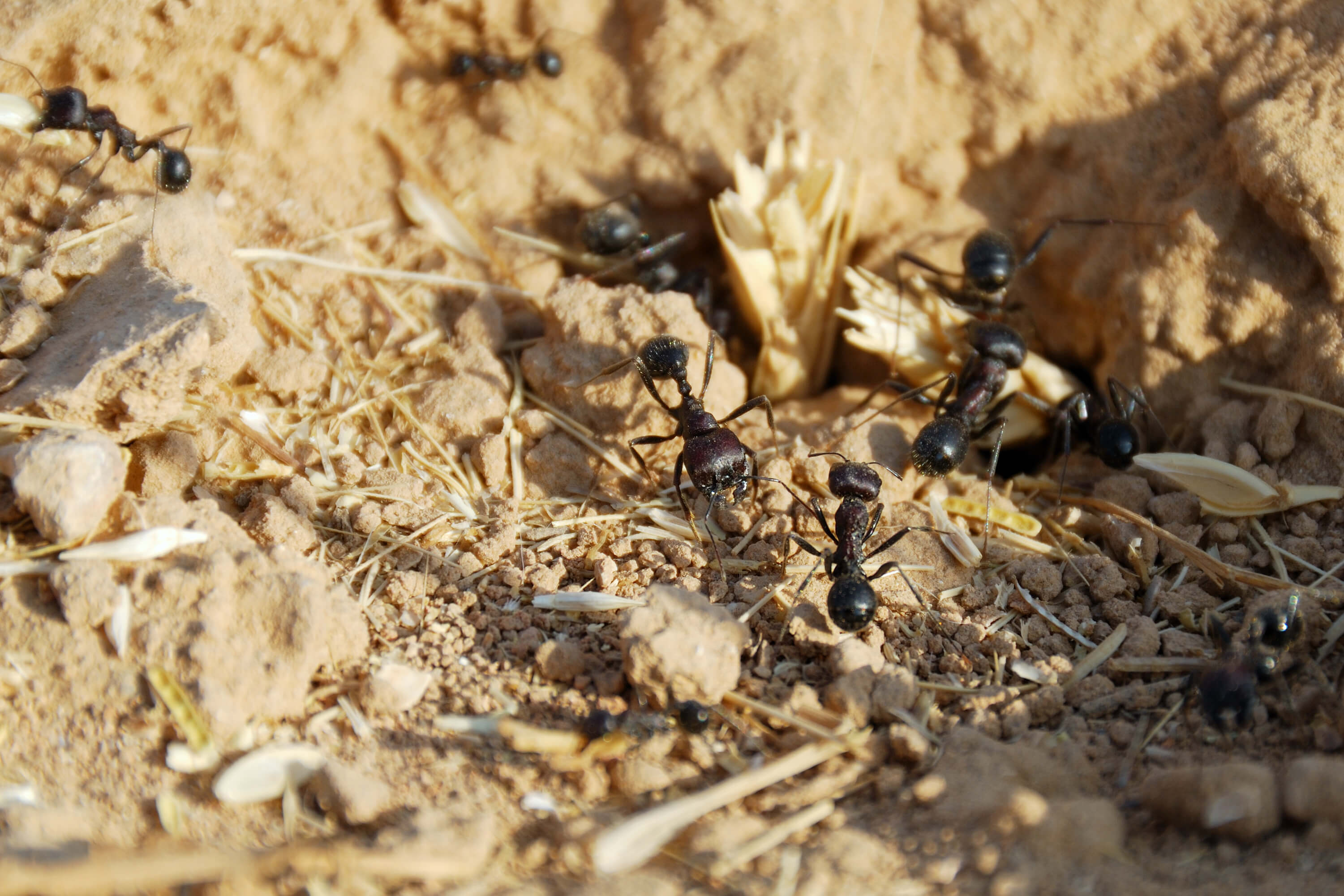 Will Termite Treatments Kill Ants Too?: Elevate Pest Control
