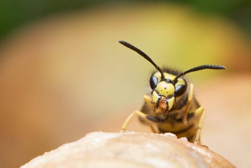 Your Guide to Yellowjacket Wasps And Yellowjacket Hives 