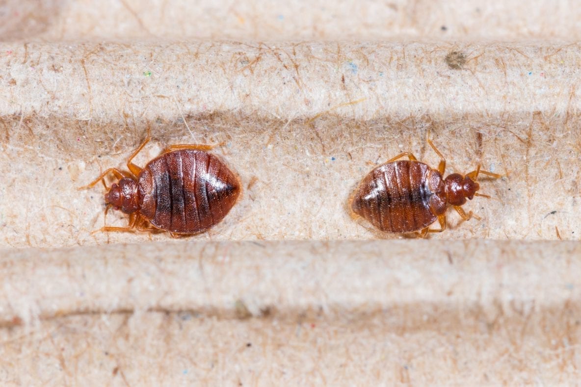 Bug Out How to Get Bugs out of Your Home Fast (And Safely!)
