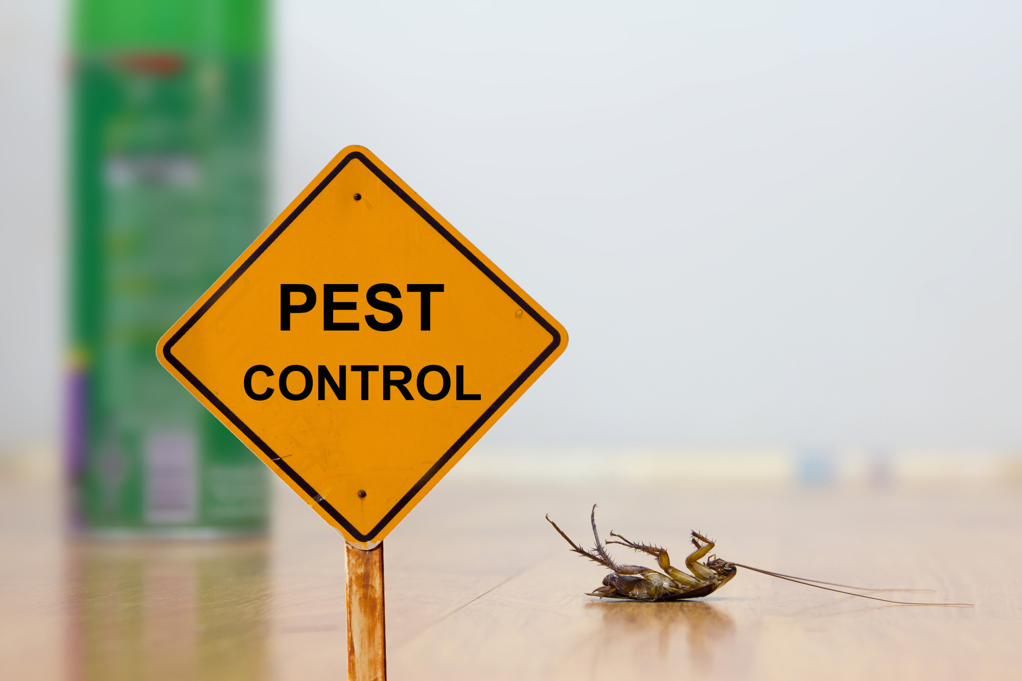 6 Reasons Why You Should (Never) Do DIY Pest Control -