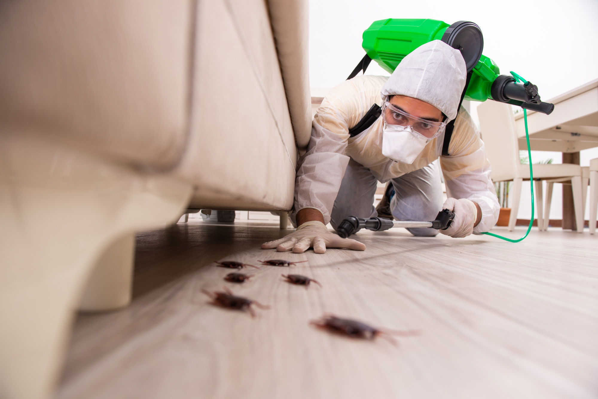 How to get rid of bugs in the house