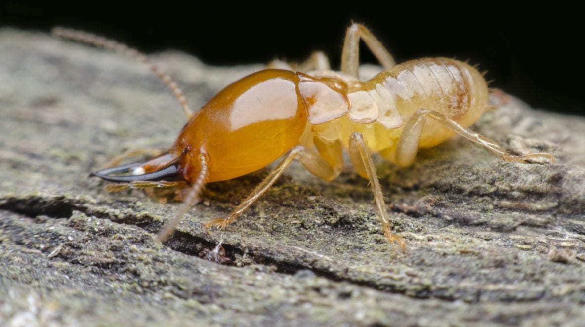 house termites