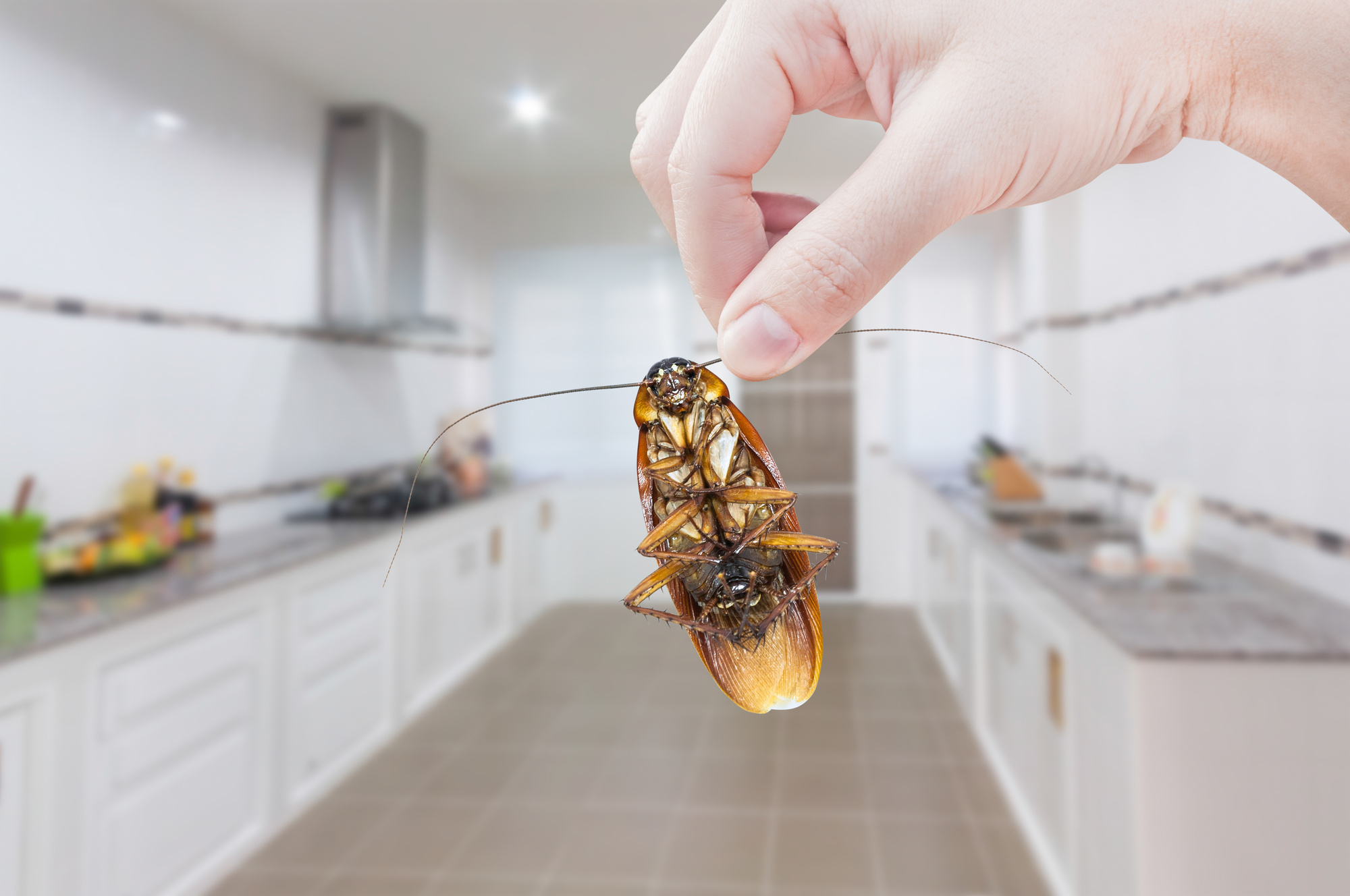 11 Common Household Bugs