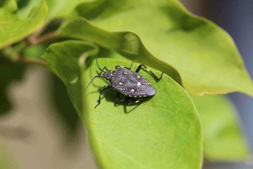 Can a Homemade Stink Bug Trap Really Help?