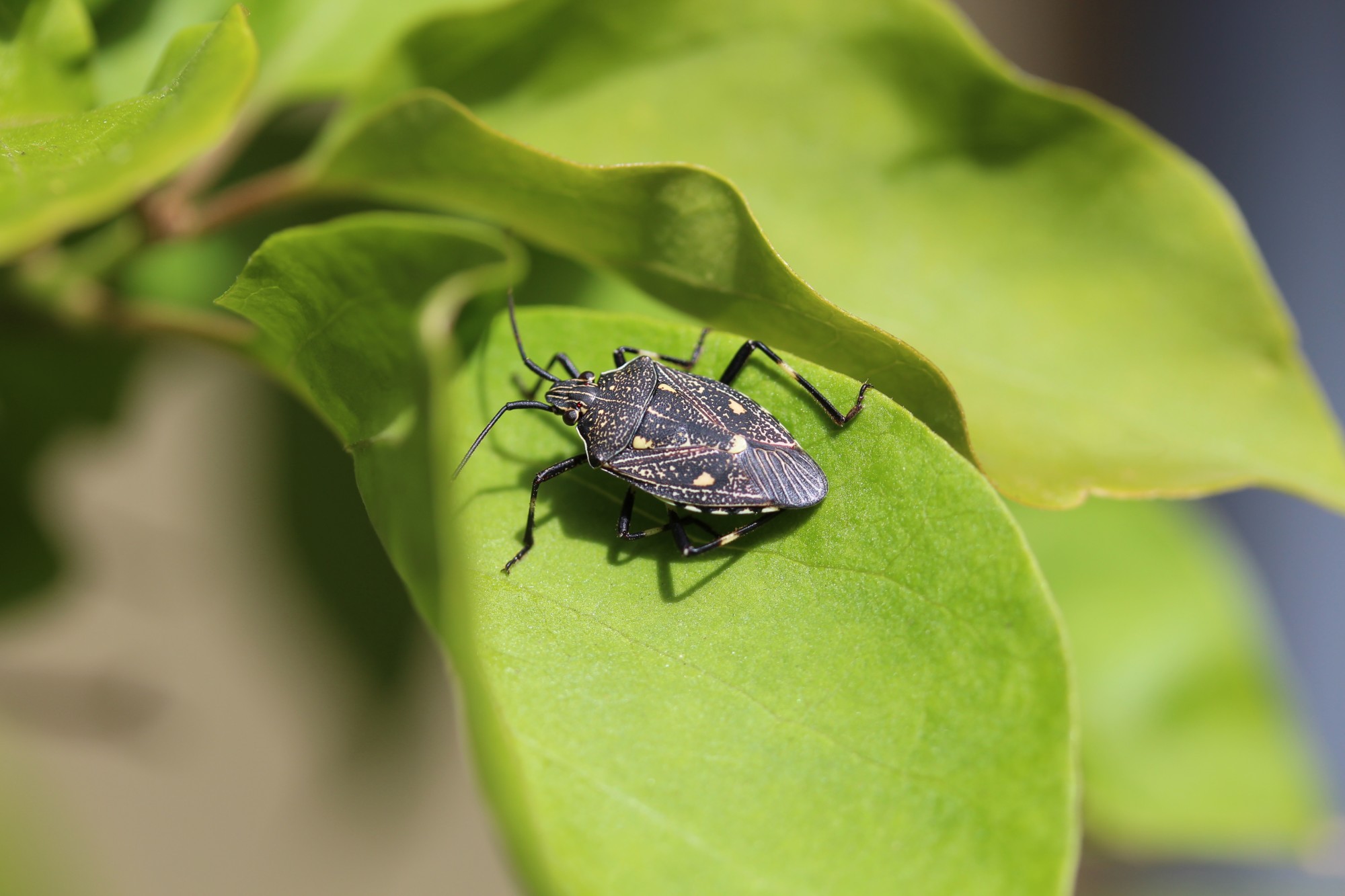 Stink Bug Traps May Have Unintended Results