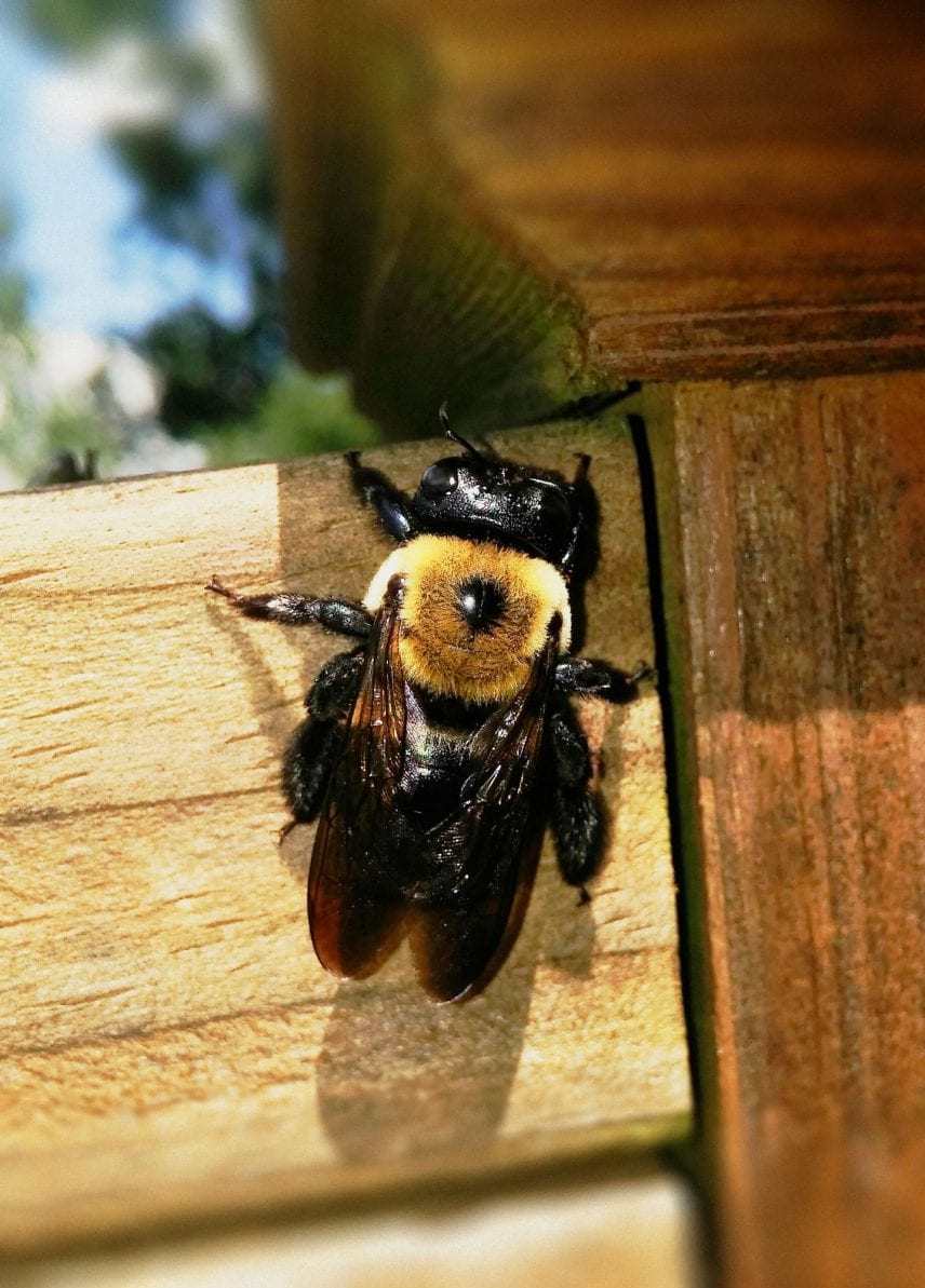 Pest Control Services To Get Rid Of Carpenter Bees