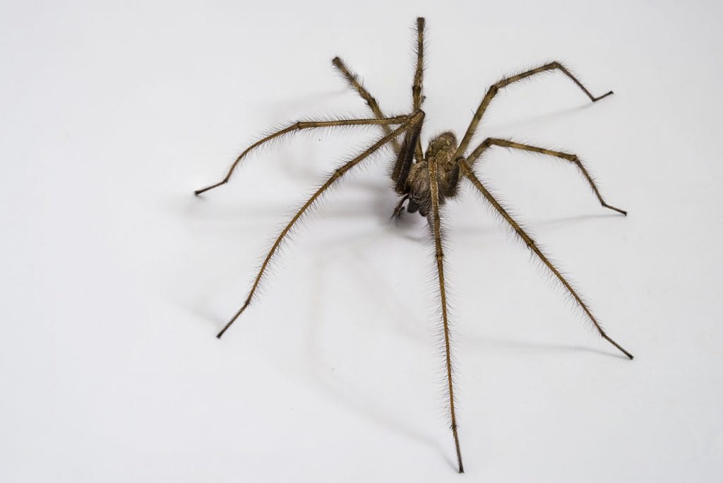 8 Common Types Of House Spiders   House Spiders 1024x684 