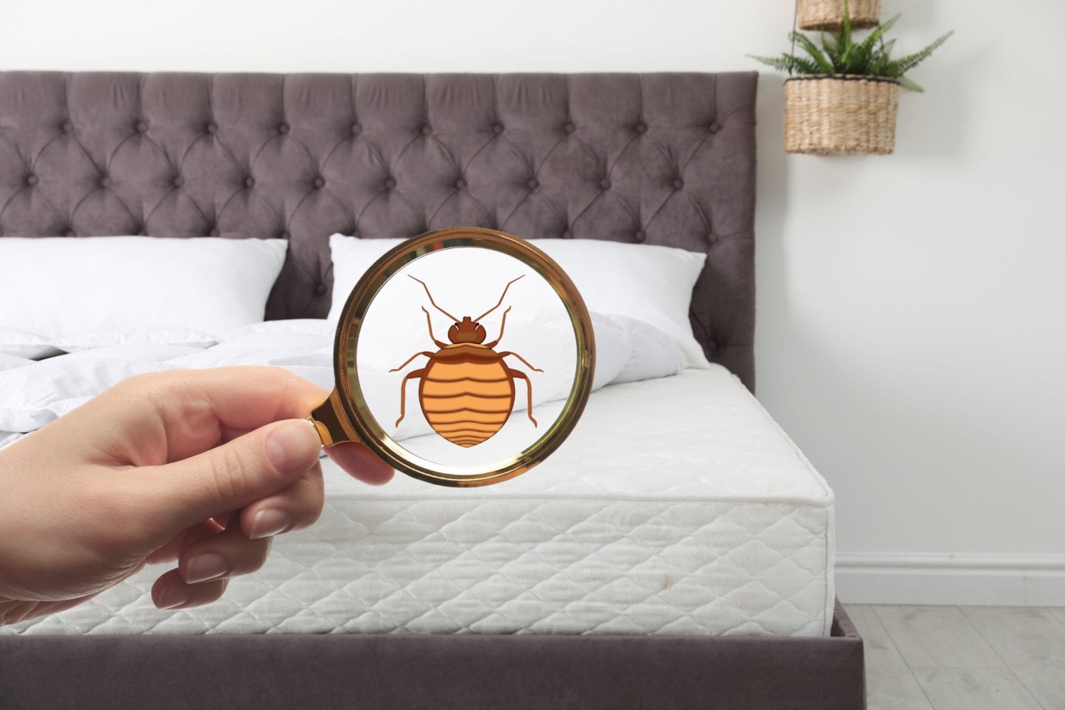 9 Ways to Tell If You Have a Bed Bug Infestation in Your Home