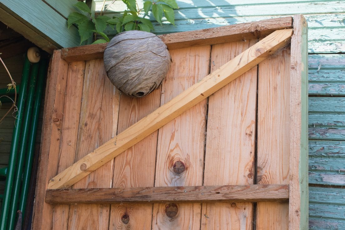 Hornet nest removal near me