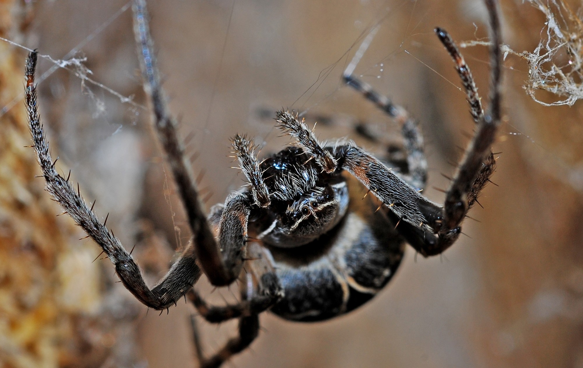 The Major Signs Of A Spider Infestation In The Home