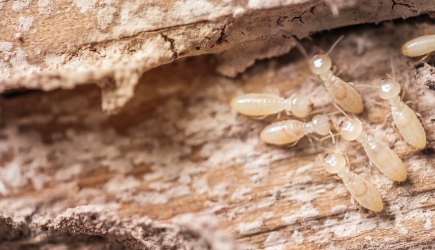 Early Warning Signs Of A Termite Infestation Elevate Pest Control