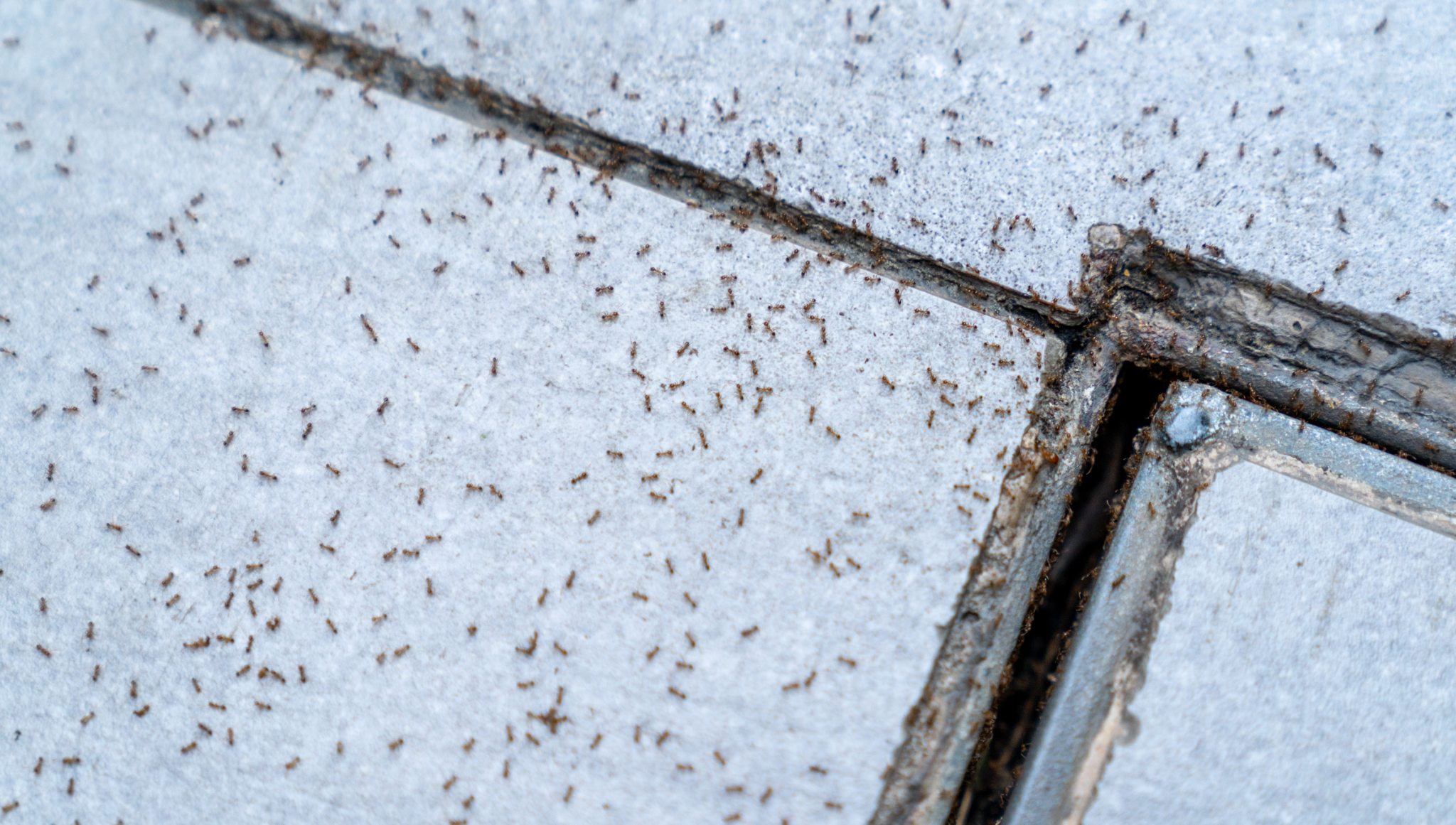 Pavement ants on a sidewalk