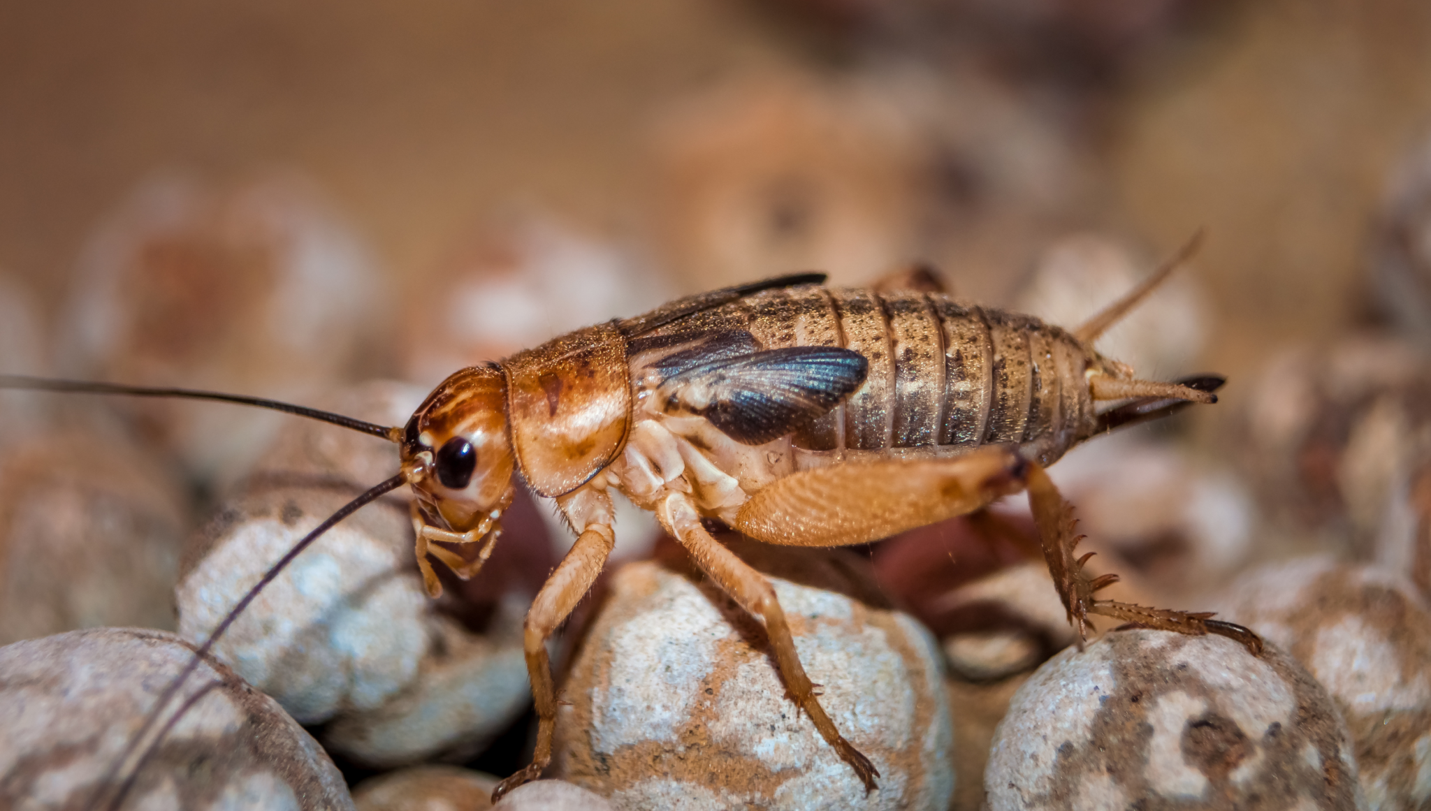Close-up of a house cricket, yellow-brown with three dark bands across the head