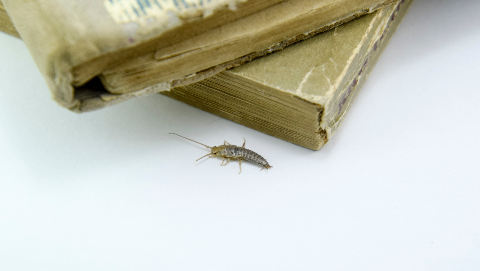 Silverfish Elevate Pest Control