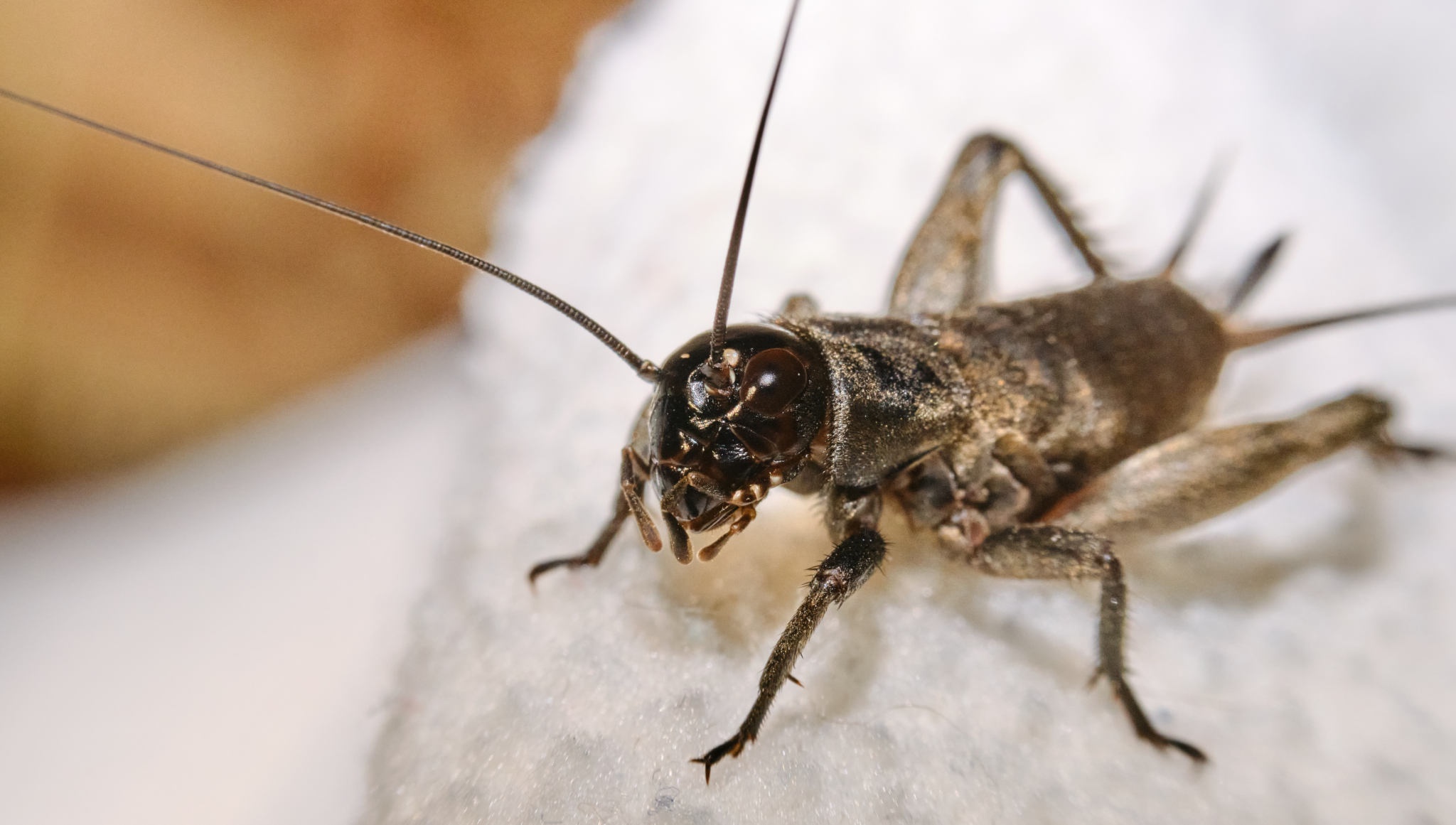 Close-up of a house cricket nymph
