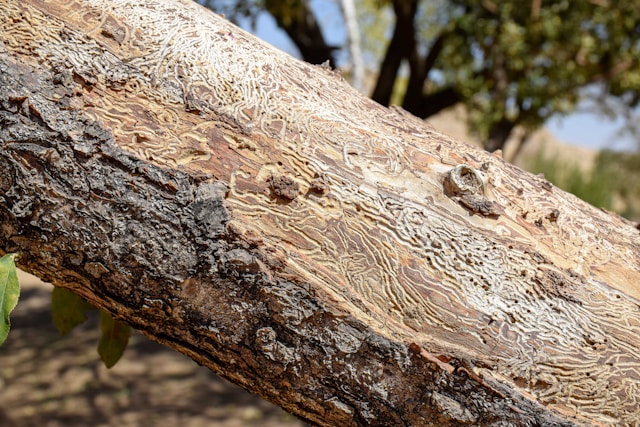 wooden beams damaged by termites