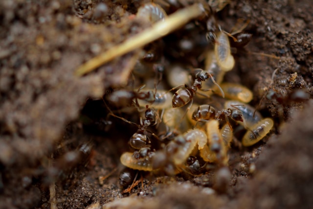 close-up macro photography of termites