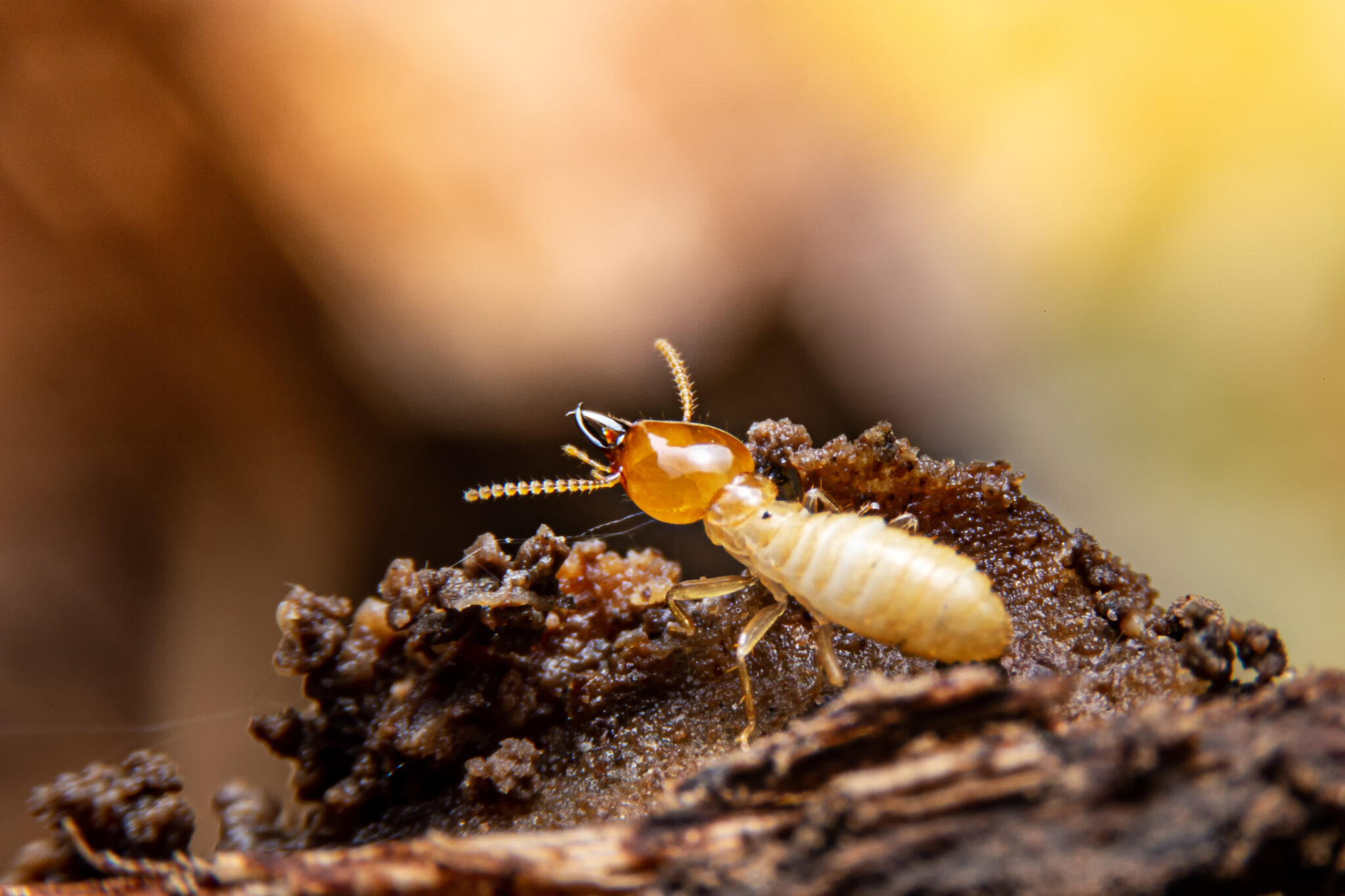 termite working in wood, close-up